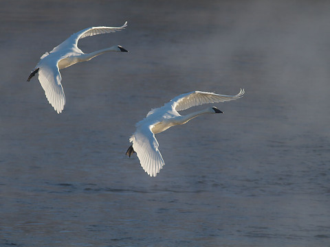 trumpeter-swans-2-flying-backlit-monticello-mn-img_0073469