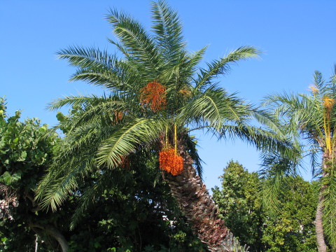 Palm_tree
