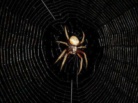 spider+web